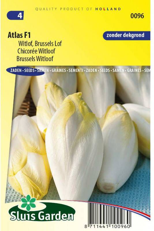 Brussels witlof Atlas F1