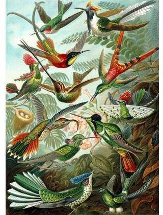 Esta Home ESTAhome fotobehang vogels tropisch junglegroen 158954 2 x 2, 79