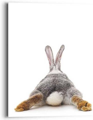 Reinders! Artprint konijn rabbit haas staart relax(1 stuk )