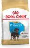 Royal Canin Breed 2x12kg Rottweiler Puppy Hondenvoer online kopen